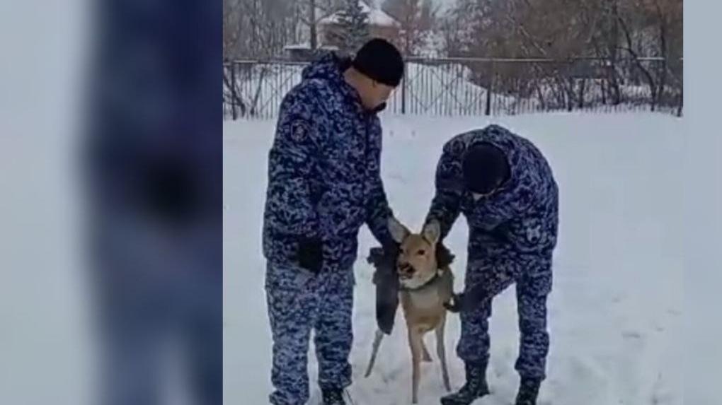 В Омске сотрудники Росгвардии спасли ещё одну косулю, застрявшую в заборе