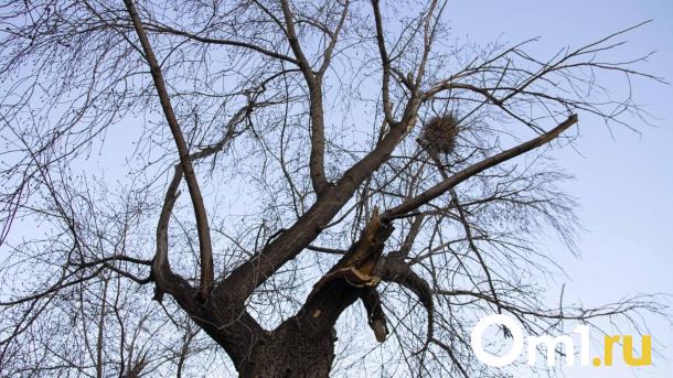 Омичи встревожены выкорчёвыванием деревьев на бульваре Архитекторов