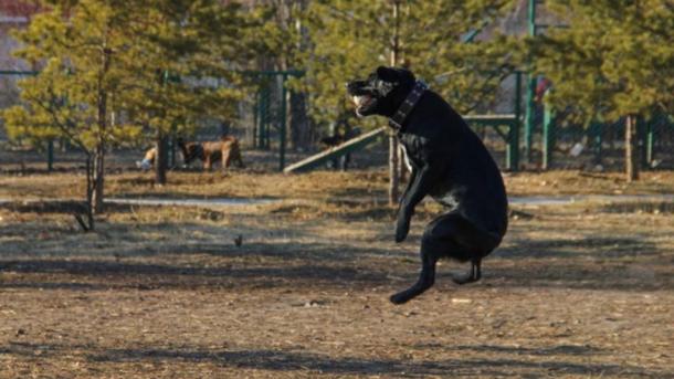 Мотыга вместо закона: убил соседскую собаку дачник из Новосибирска