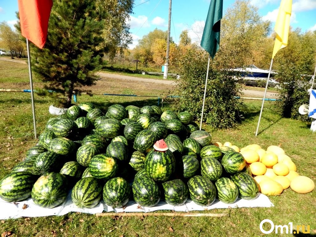 Ускорить рост арбузов. Арбуз Бостана. Таджик с арбузами. Арбузы которые можно продавать зимой.