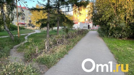 В Омске уничтожили ещё одну живую изгородь у ОмГУ имени Достоевского