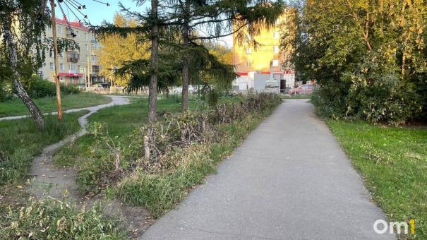 В Омске уничтожили ещё одну живую изгородь у ОмГУ имени Достоевского