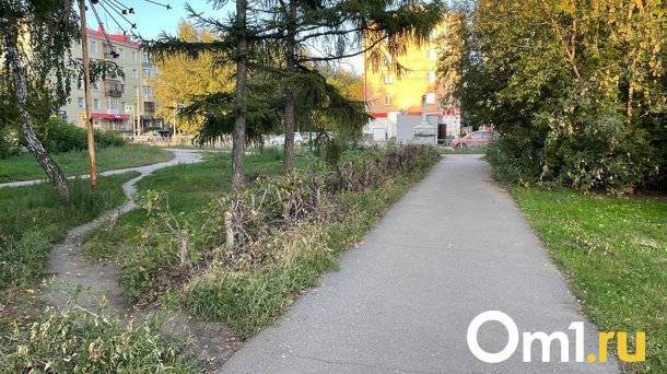 В Омске уничтожили ещё одну живую изгородь у ОмГУ имени Достоевского