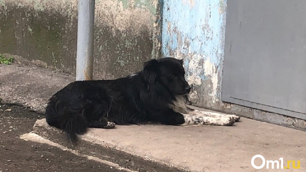 Страшно ходить в магазин: стая собак терроризирует жителей двух новосибирских ЖК