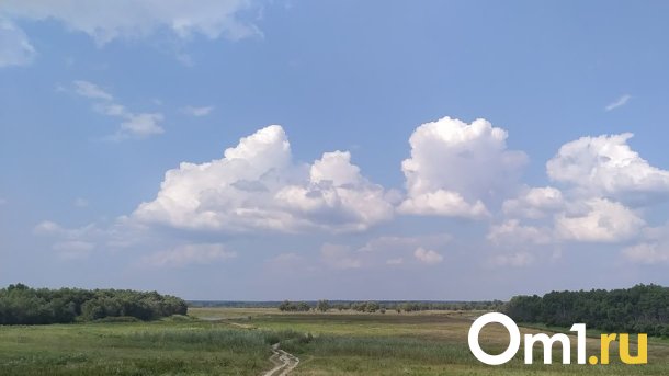 Ради строительства Северного обхода Омска всё-таки вырубят лес