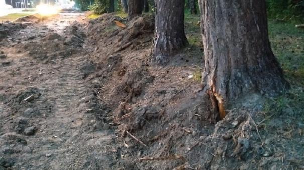 «Могут погибнуть»: в Академгородке во время реконструкции улиц повредили многолетние деревья