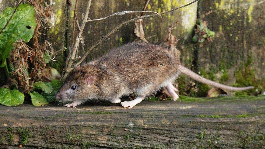 Забеги мышей. Серая крыса Пасюк. Крыса бежит. Лесная крыса. Крыса бегает.
