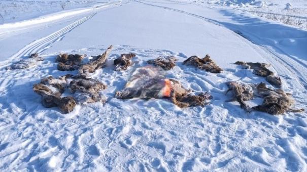 9 окровавленных туш на снегу: новосибирским полицейским грозит увольнение за убийство косуль