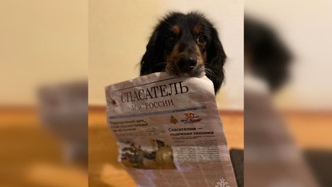Новосибирские спасатели после 12 лет службы проводили на пенсию русского спаниеля
