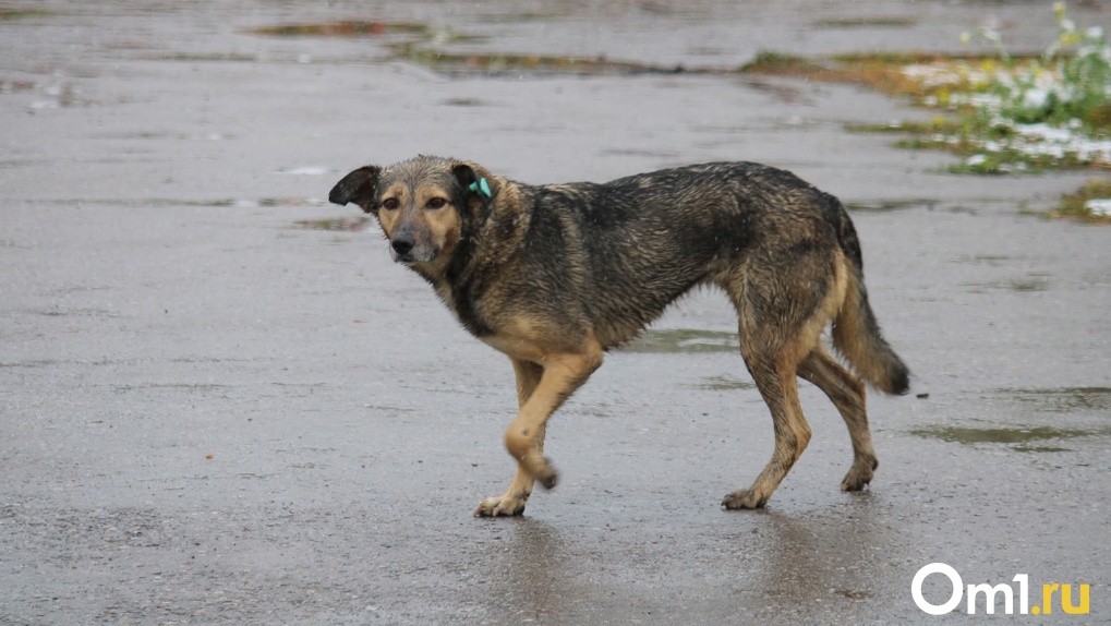 «У нас нет цели убрать их с улиц»: в муниципальном приюте рассказали об отлове бездомных собак в Омске