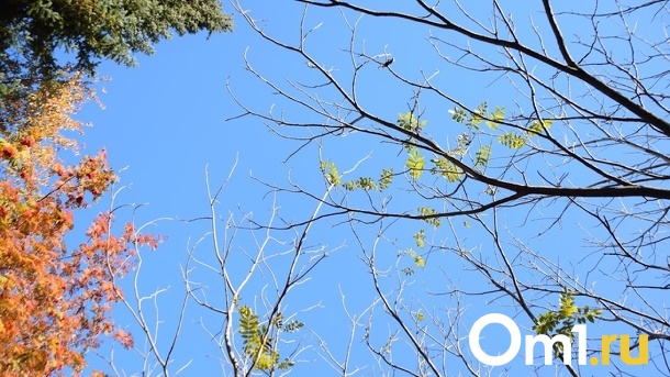 Известному омскому творцу не дадут звание почётного гражданина города