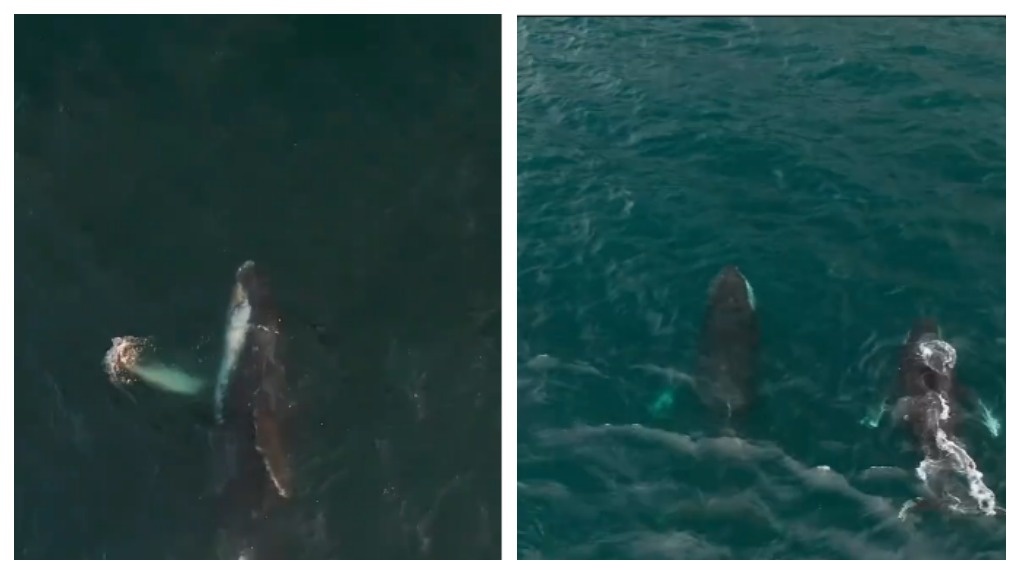 Новосибирский фотограф снял на видео величественных китов в водах Камчатки