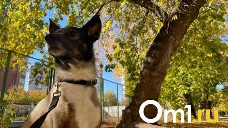 Около 10 % омичей оказались против введения штрафов за неправильный выгул собак