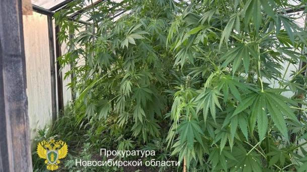 Более 170 кустов конопли обнаружили у мужчины под Новосибирском