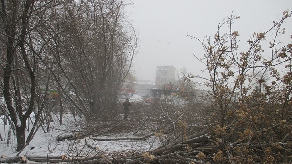В Новосибирске «чёрные лесорубы» незаконно вырубили аллею у бывшего ТЦ «Мегас»