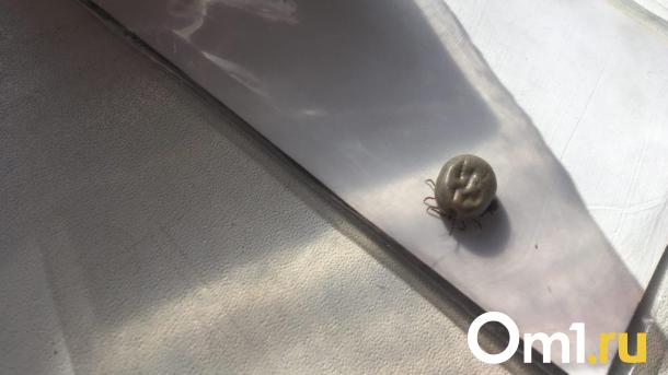 Двух детей госпитализировали с подозрением на клещевой энцефалит в Новосибирске