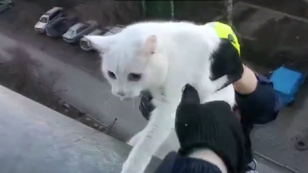 В Новосибирске спасатели сняли застрявшего на карнизе балкона кота