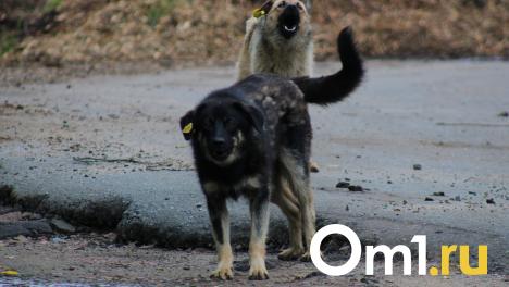 Свора собак накинулась на ребёнка в центре Омска: следователи проводят проверку