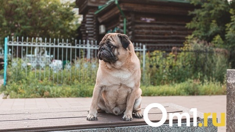 Места для выгула собак требуют организовать жители Бердска