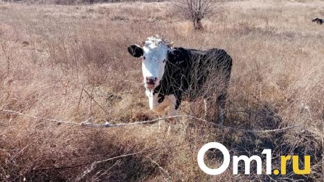 Котлеты сами пришли: омичей поразило стадо коров во дворе многоэтажки