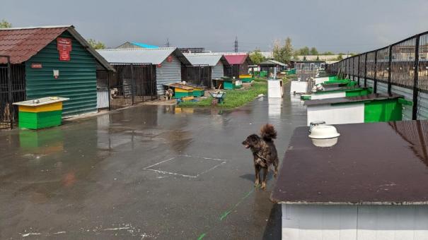 В Карасукском районе Новосибирской области начнут отлов собак