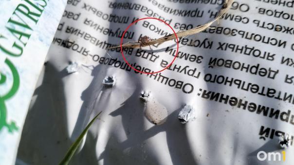 За неделю существенно выросло количество новосибирцев, пострадавших от клещей