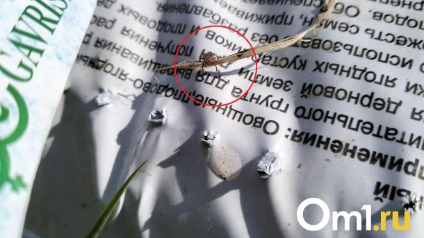 За неделю существенно выросло количество новосибирцев, пострадавших от клещей