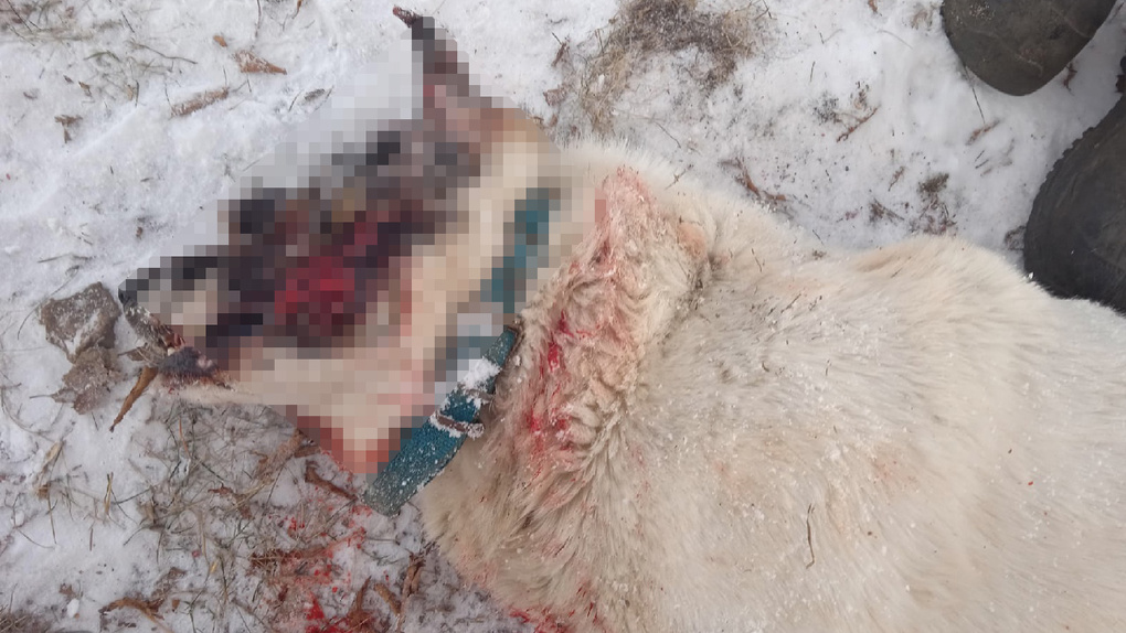 Кровавый труп с пулями в мусорке: как новосибирский живодёр расстрелял собаку на ипподроме. ПОДРОБНОСТИ