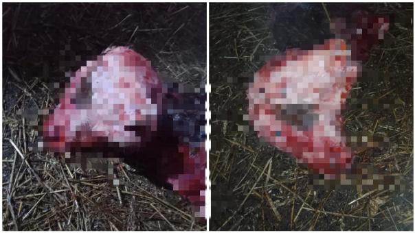Двухголового телёнка вынашивала корова под Новосибирском