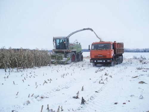 В Омске ушло под снег более 160 тысяч гектаров хлеба