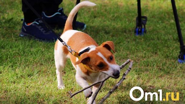 Джек-рассел и хаски: в Омске собаки из приюта ищут новые семьи