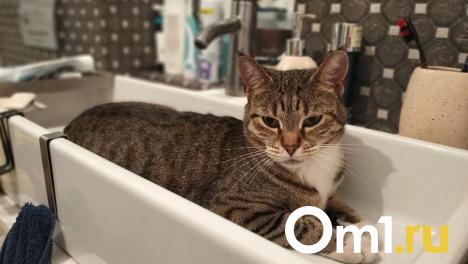 Часть жителей Центрального округа Омска на целый день останутся без воды