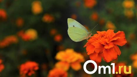 Погода в четверг приятно удивит омичей