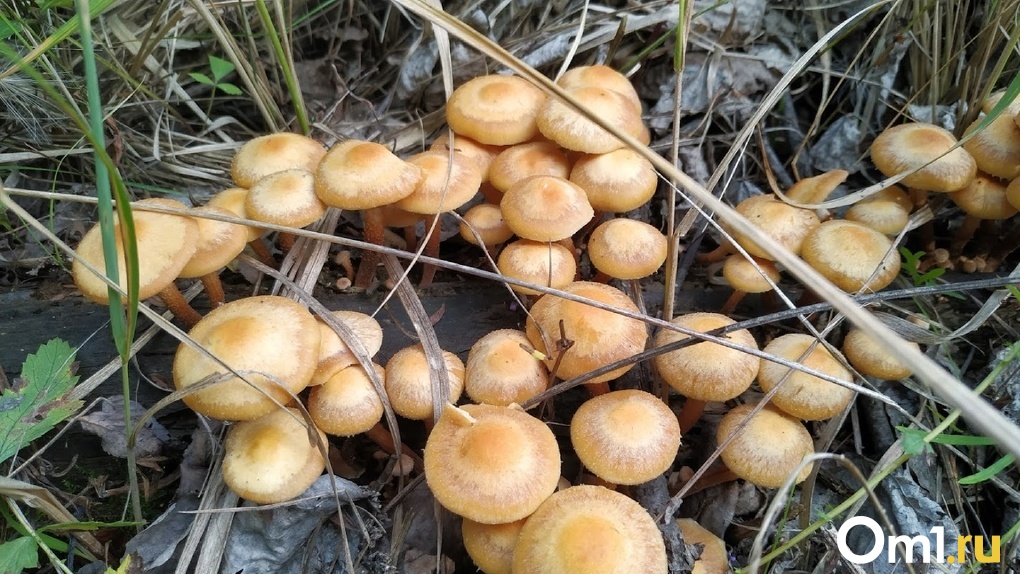 В Омской области под снегом выросли грибы