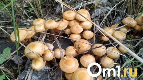 В Омской области под снегом выросли грибы