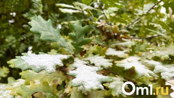Омичам пообещали мощный снегопад на предстоящей неделе