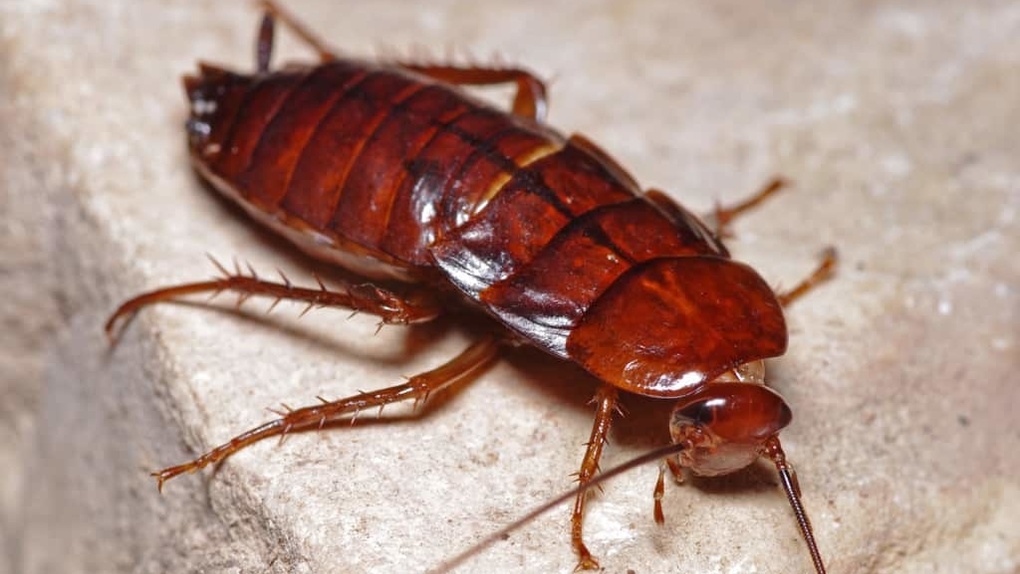 «Наклеили стикер на насекомых»: живых тараканов нашла жительница Новосибирска в упаковке орехов. ФОТО