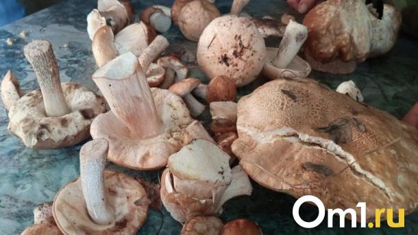 Грибники находят в омских лесах летние грибы