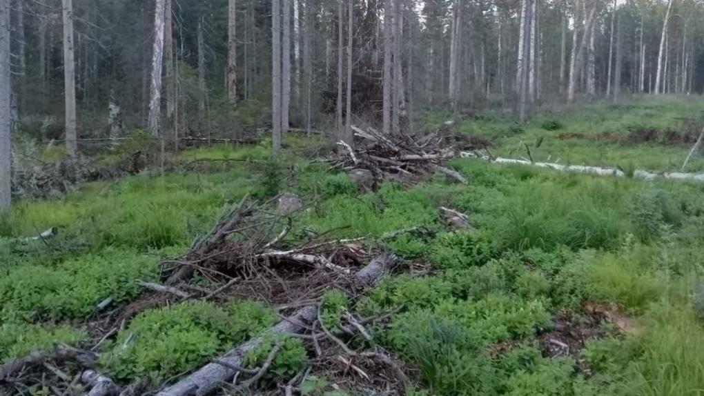 Омскому предпринимателю грозит 7 лет тюрьмы за незаконную рубку леса