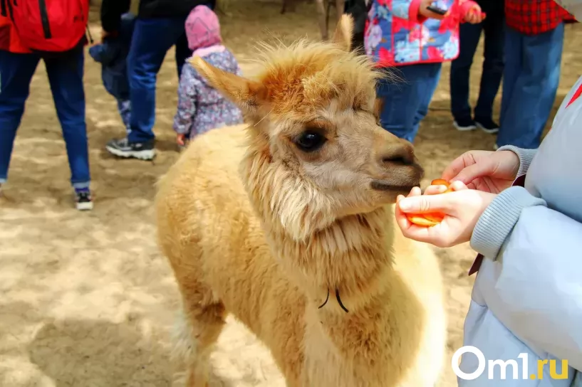 Изображение фоторепортажа