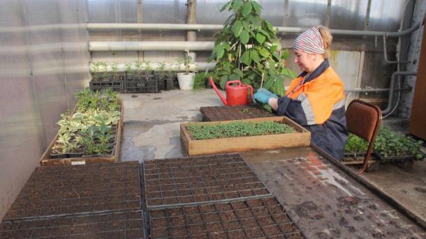 В Омске ко Дню Победы высадят более 50 тысяч цветов