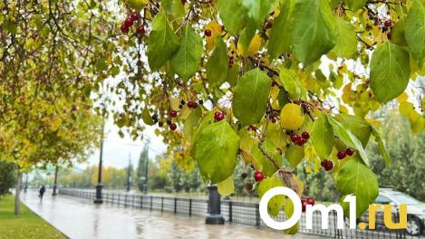 Осень близко: в Омске похолодает до +9