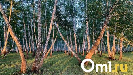 С понедельника омичам запретят ходить в лес