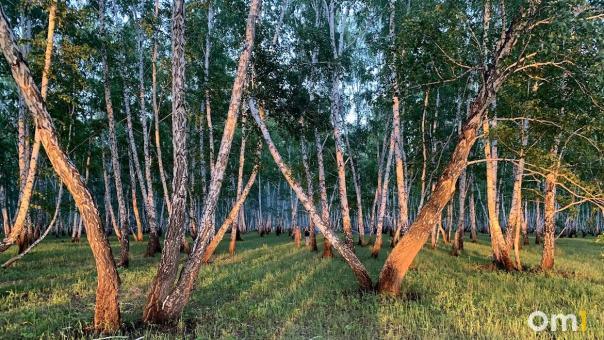С понедельника омичам запретят ходить в лес