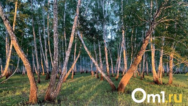 С понедельника омичам запретят ходить в лес