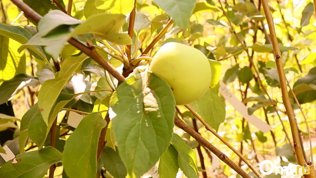 Как получить хороший урожай яблок, сливы и груш? Советы новосибирским садоводам