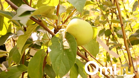 Как получить хороший урожай яблок, сливы и груш? Советы новосибирским садоводам