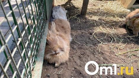 Кровавый обед в Новосибирском зоопарке: посетители возмущены останками кроликов