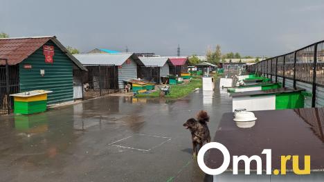 Лапа помощи: омский приют обустраивает участок для бездомных собак
