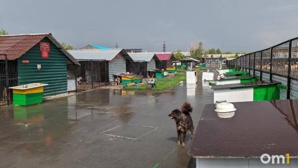 Лапа помощи: омский приют обустраивает участок для бездомных собак